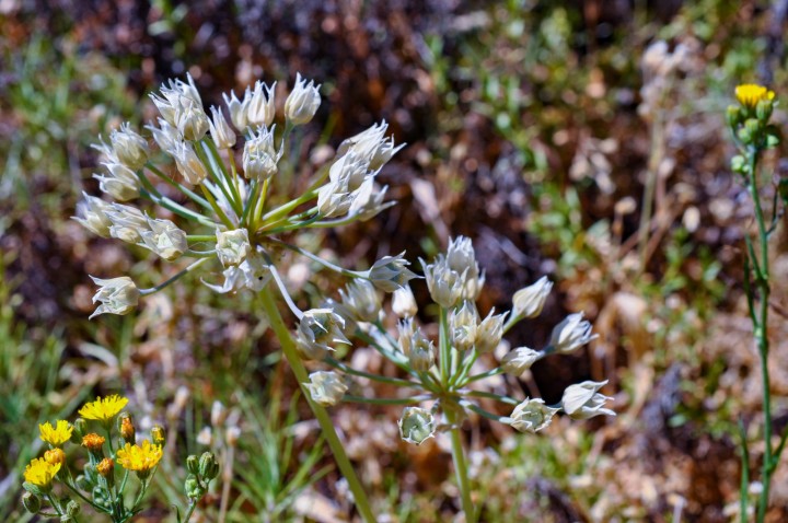 Allium moly.jpg