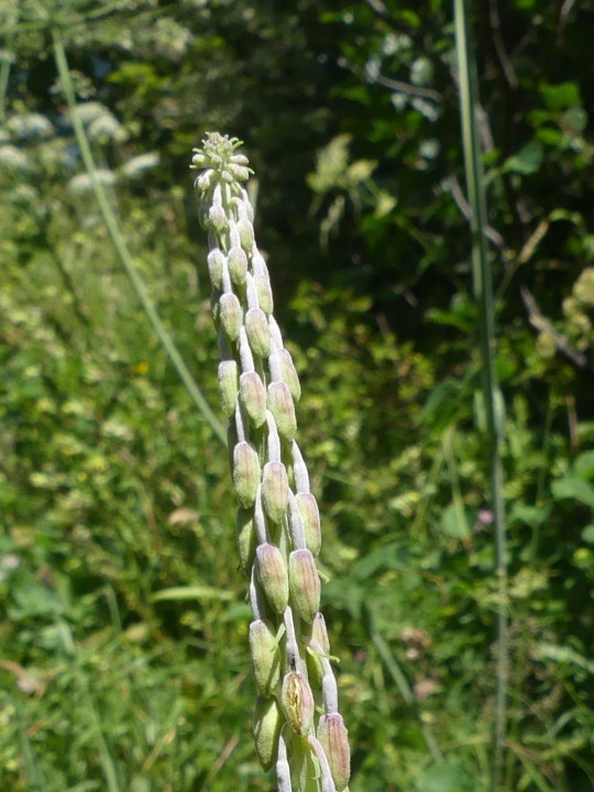 Chartreuse-Bannettes_2020-07-30_035_DR.JPG