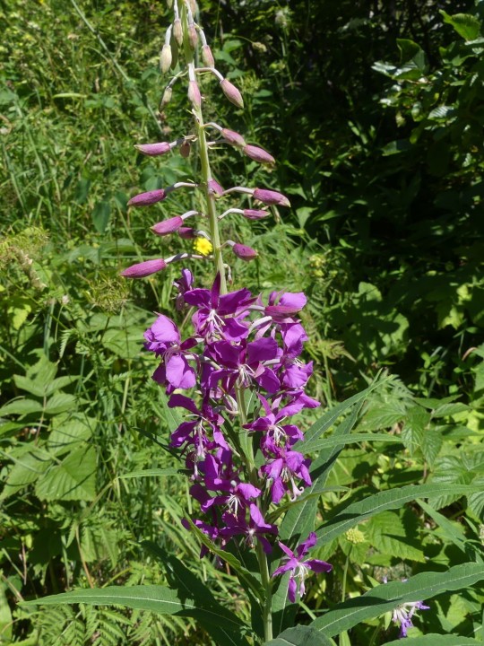 Onagraceae_Epilobium-angustifolium_Chartreuse-Bannettes_2020-07-30_001_DR.JPG