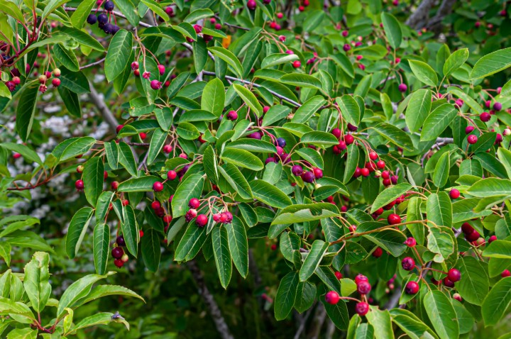 Amelanchier alnifolia Prince William.jpg