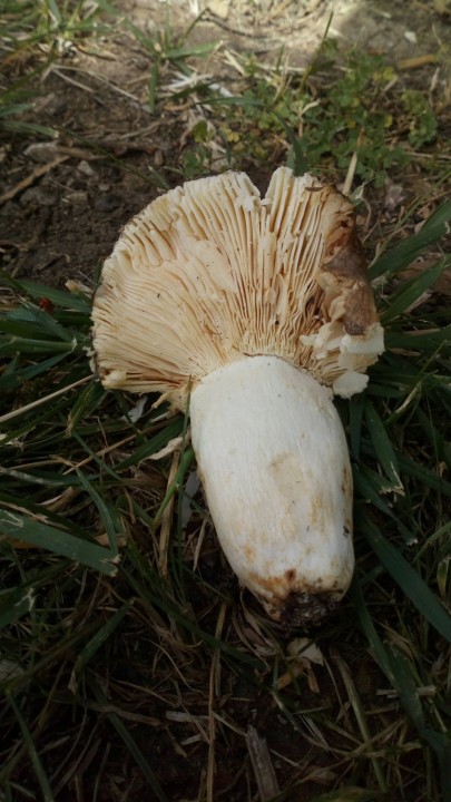 DSC_0686.JPG