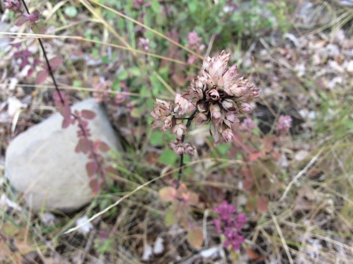 560D60D8-AC11-4CCC-A155-B14AE0AEB74F.jpeg