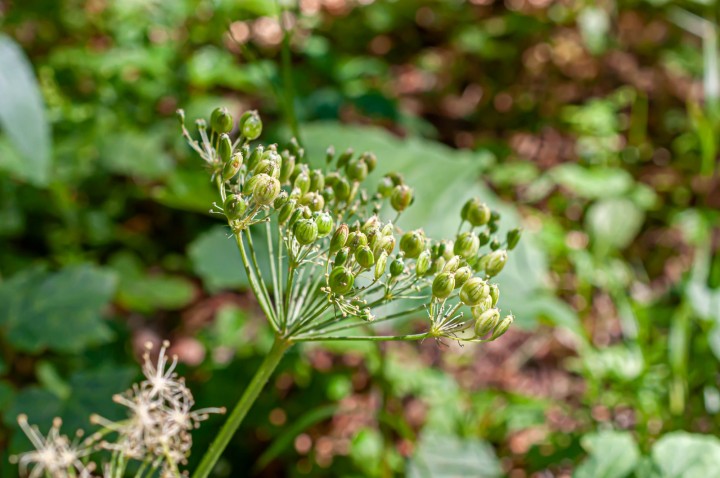 Heracleum alpinum.jpg