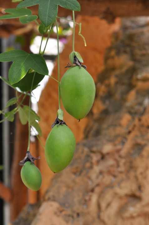 Passiflora caerulea.jpg