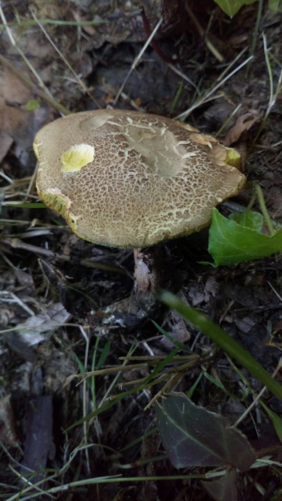 DSC_0944.JPG