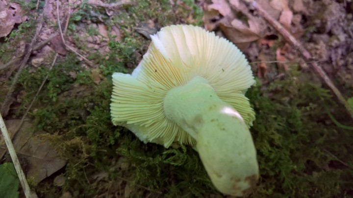 WP_20200804_18_03_24_Pro.jpg