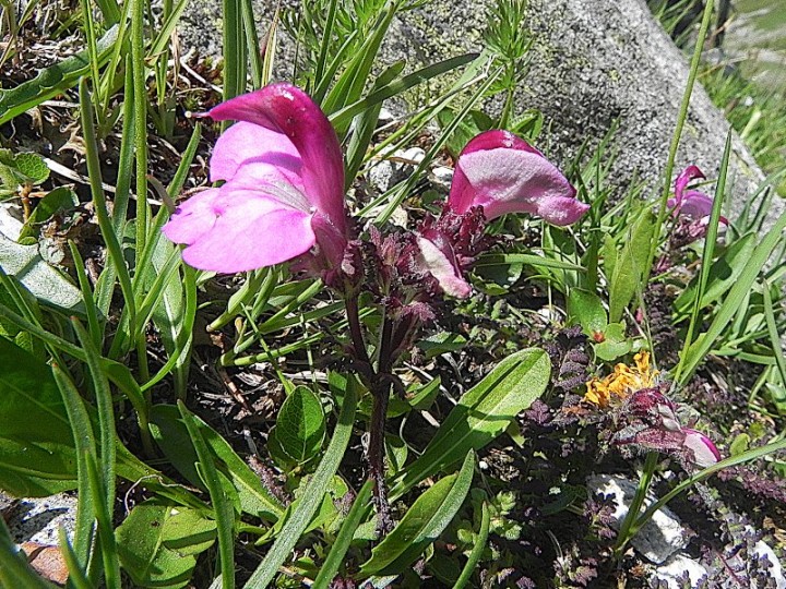 DSCN9506b.JPG