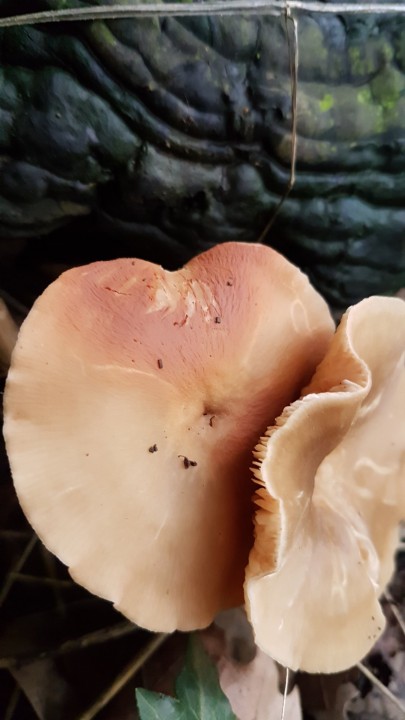 20191018_171326.jpg