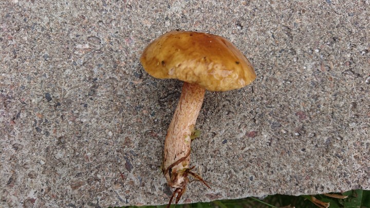 DSC_0552.JPG
