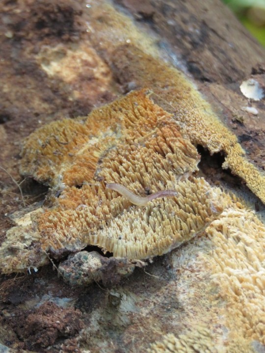 Mycoacia_aurea 15 AOUT 2020 GRAND_VABRE (4).JPG