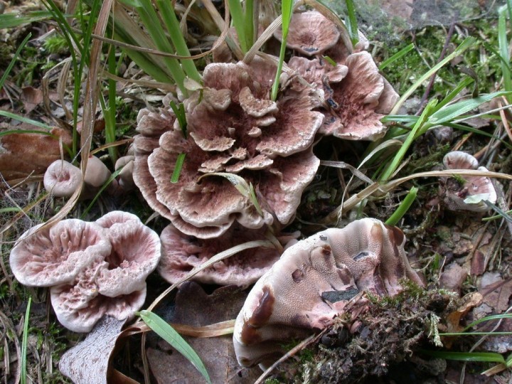 Abortiporus biennis (JP).JPG