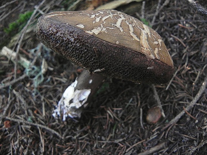 DSCN9933b.JPG