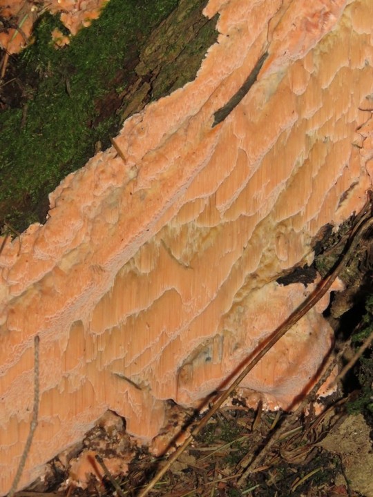 Tyromyces placenta 21 AOUT 2020 PONT-DE-SALARS (4).JPG