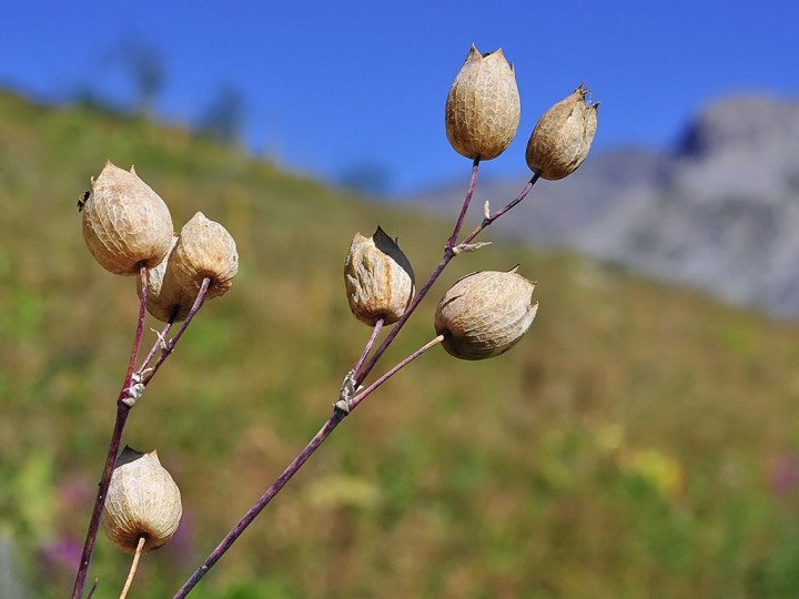 Silene_vulgaris_fruits.jpg