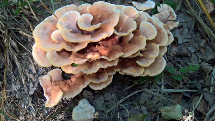 WP_20200822_16_20_20_Pro.jpg