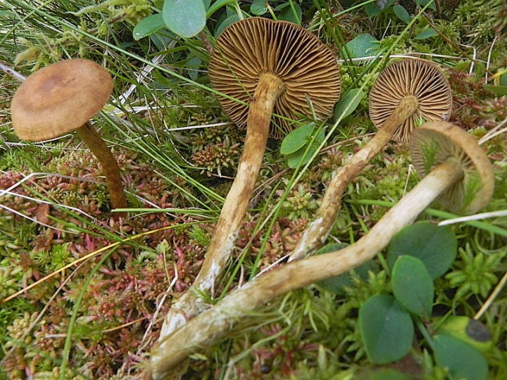 DSCN9985b.JPG