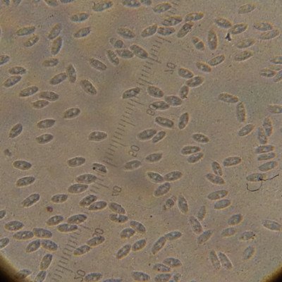 spores