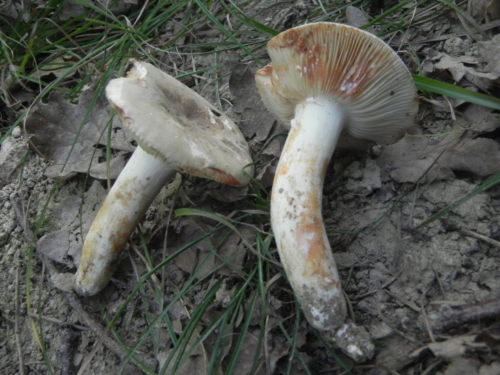 DSCN0040.JPG