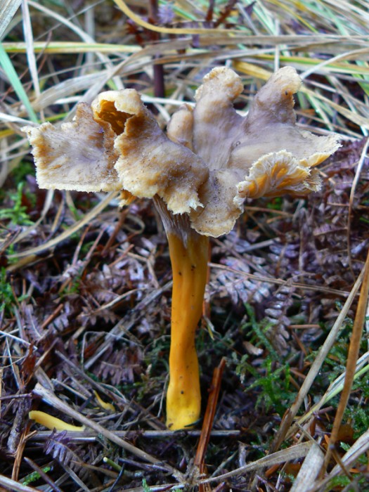P1110739.jpg