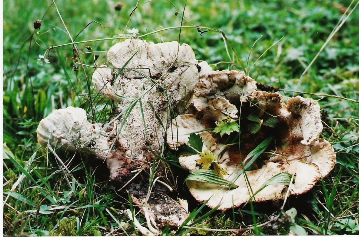 Abortiporus biennis (JP) (2).jpg