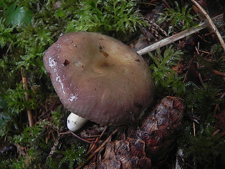 DSCN0053b.JPG