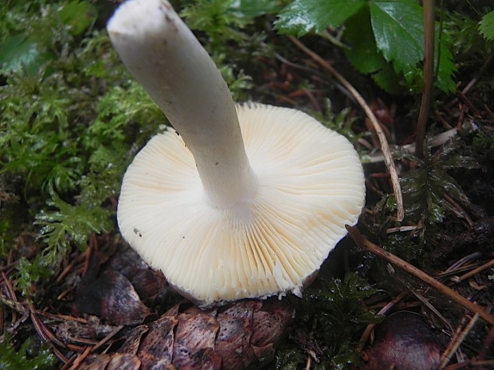 DSCN0054b.JPG