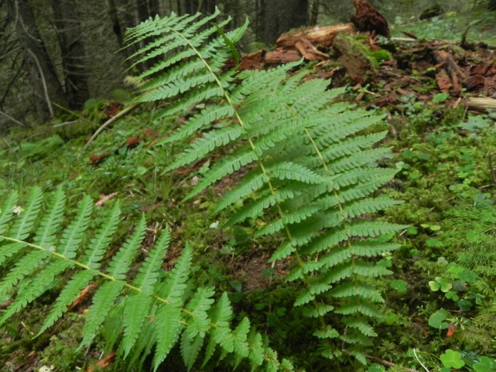 DSCN0070.JPG