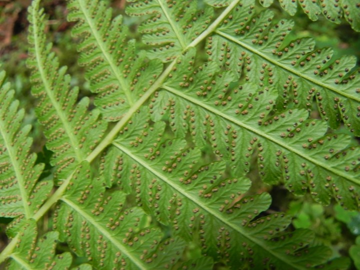 DSCN0071.JPG