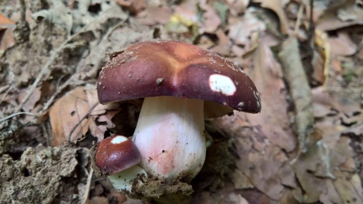 WP_20200906_16_18_16_Pro.jpg