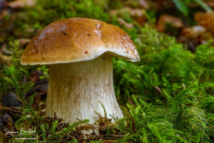 _DSC5668.jpg
