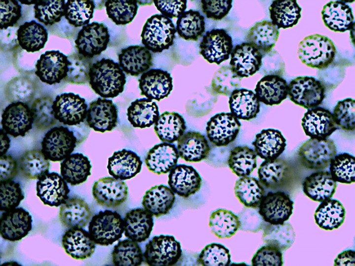 spores