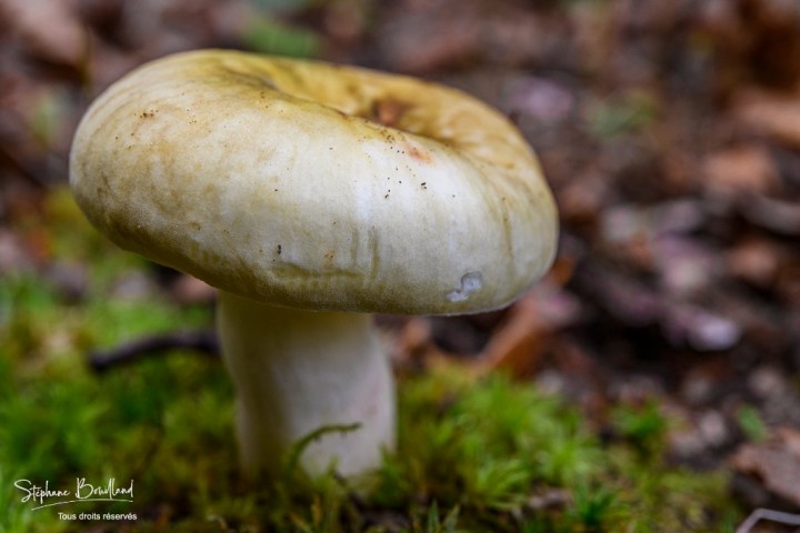 _DSC6872.jpg