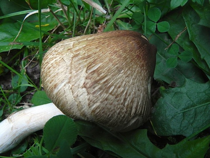 DSCN0125b.JPG