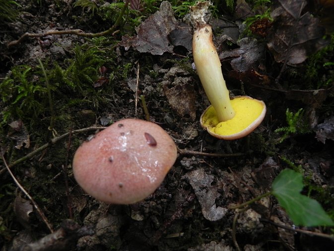 DSCN9350b.JPG