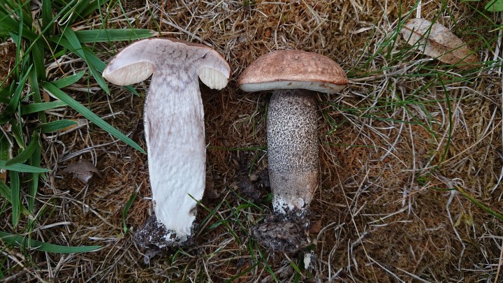 DSC_0787.JPG