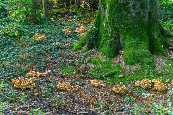 _DSC6981.jpg