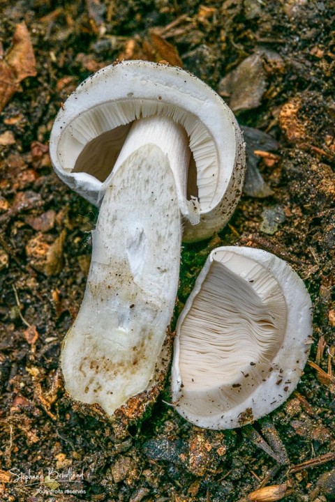 _DSC7038.jpg