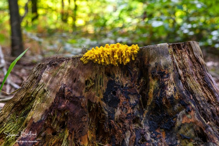 _DSC7453.jpg