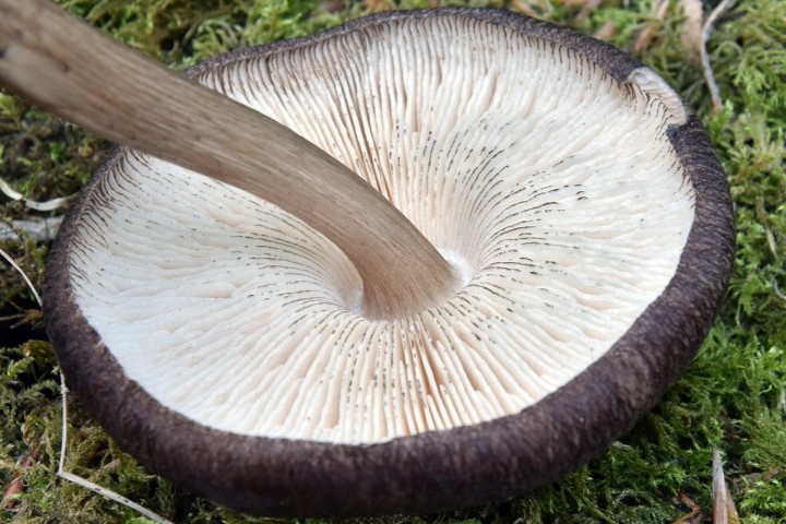 DSC_1418.jpg