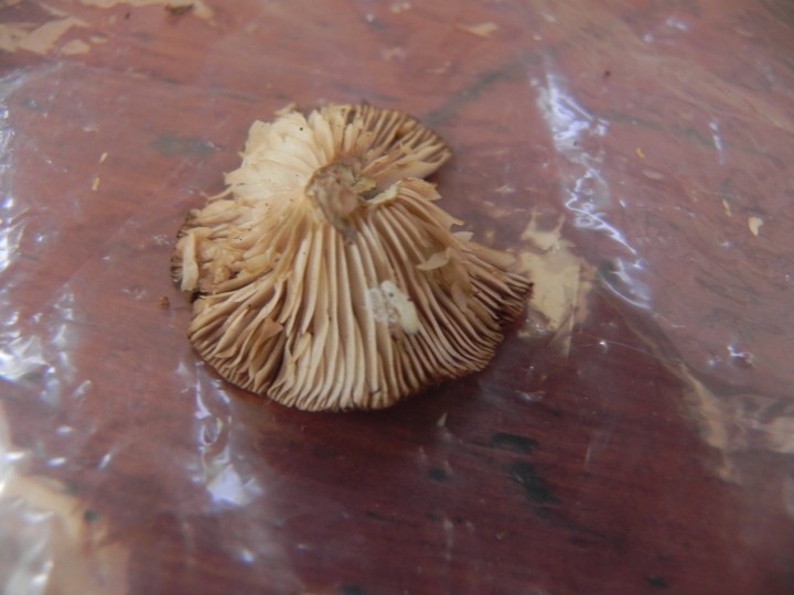 DSCN0169.JPG