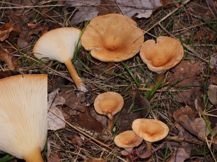 41108-523clitocybe.jpg