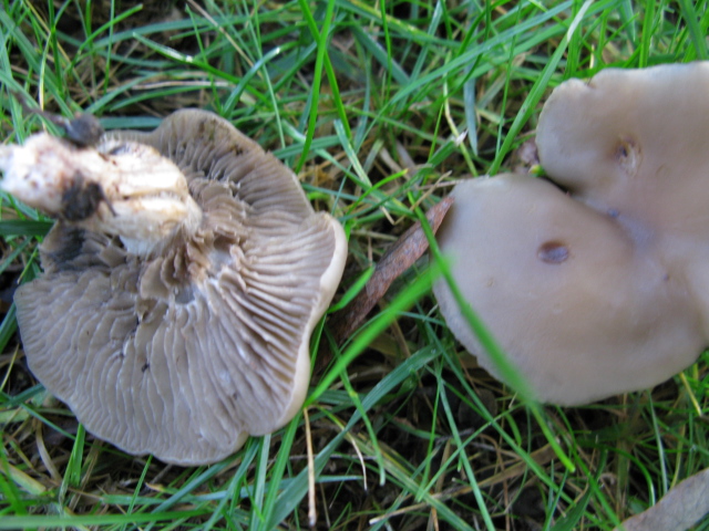 Champignons 017.jpg