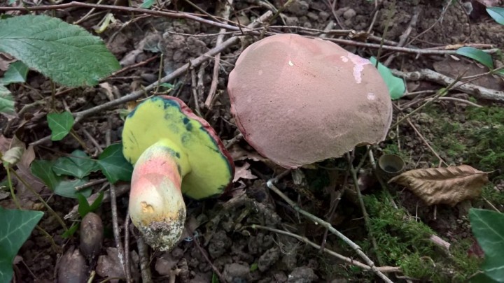 Butyriboletus fuscoroseus .jpg