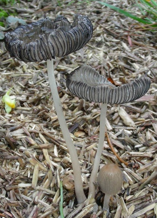 Dans un massif sur de la litière en paillette de chanvre