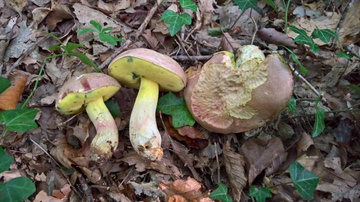 Boletus pseudoregius .jpg
