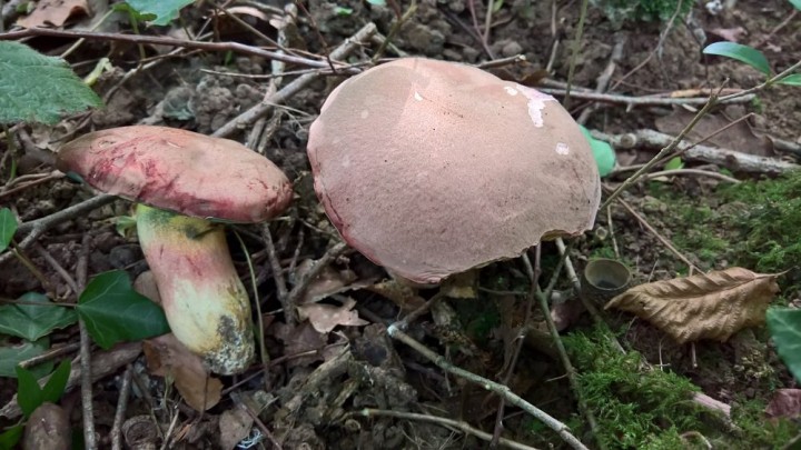 Butyriboletus fuscoroseus.jpg