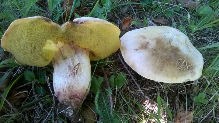 Boletus impolitus  (3).jpg