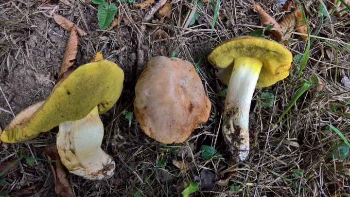 Boletus depilatus .jpg