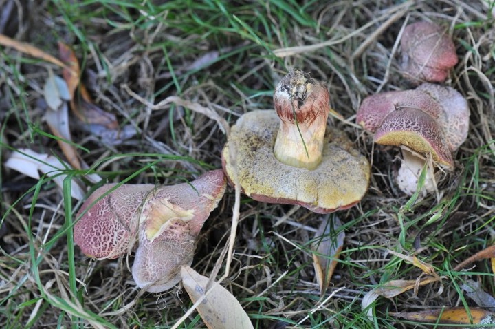 Xerocomus ripariellus .JPG