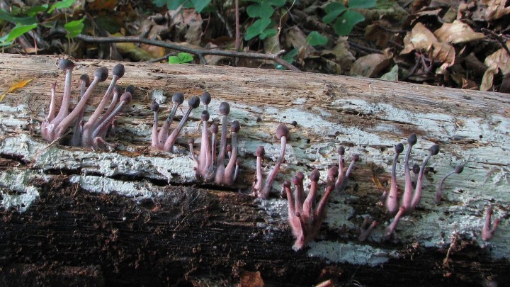 Mycena haematopus.jpg